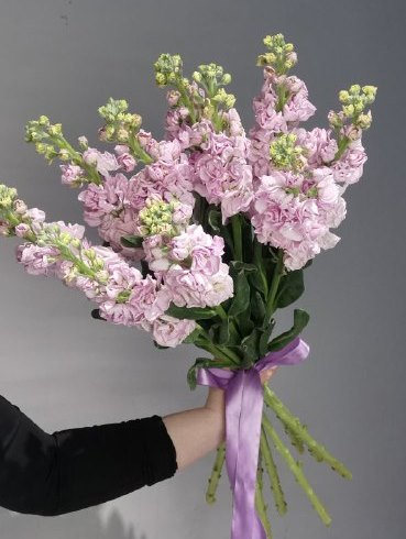 11 маттиолл под ленту