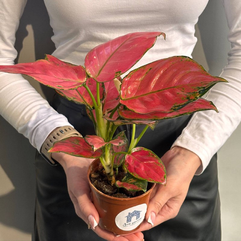 Аглаонема №2