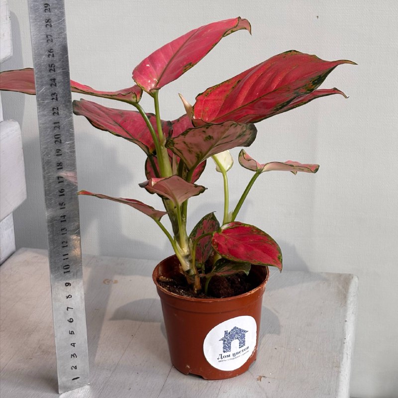 Аглаонема №2 — фото 2