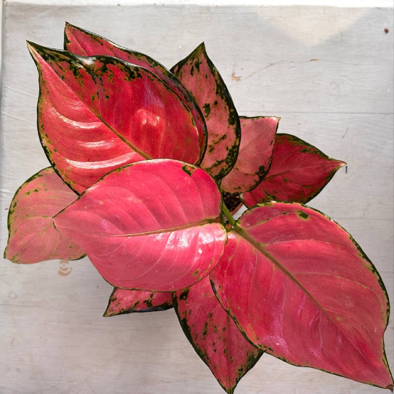 Аглаонема №2 — фото 3