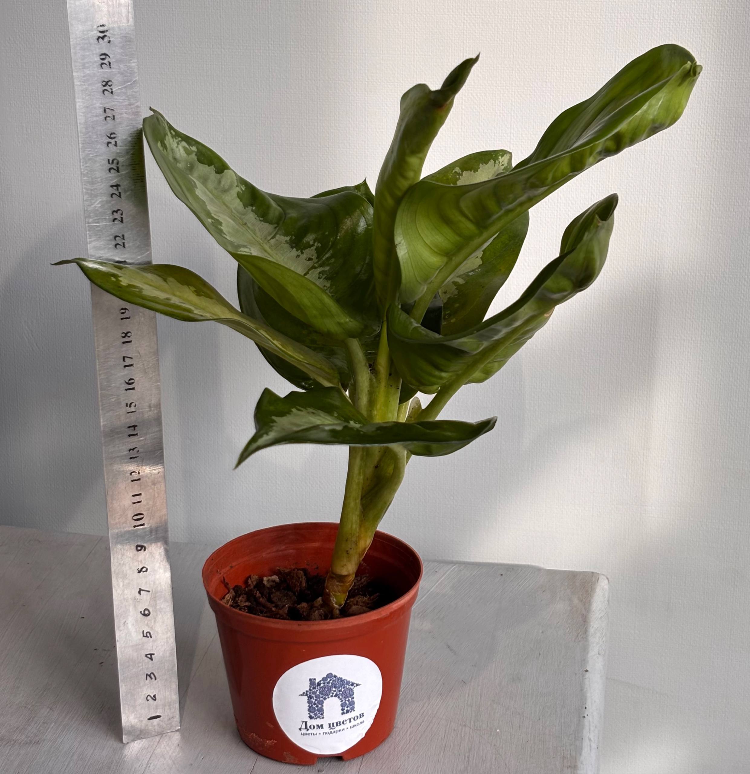Аглаонема — фото 2