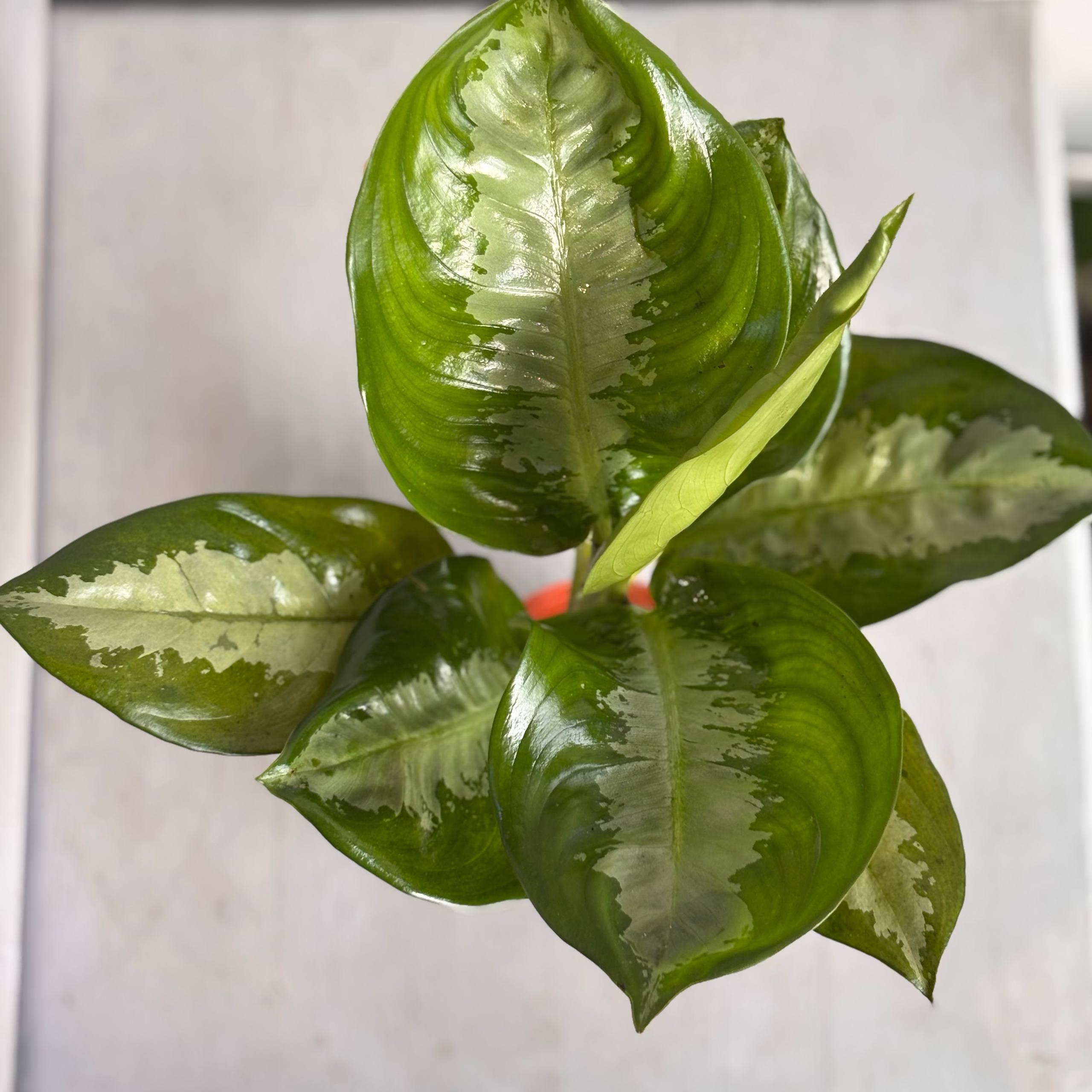 Аглаонема — фото 3