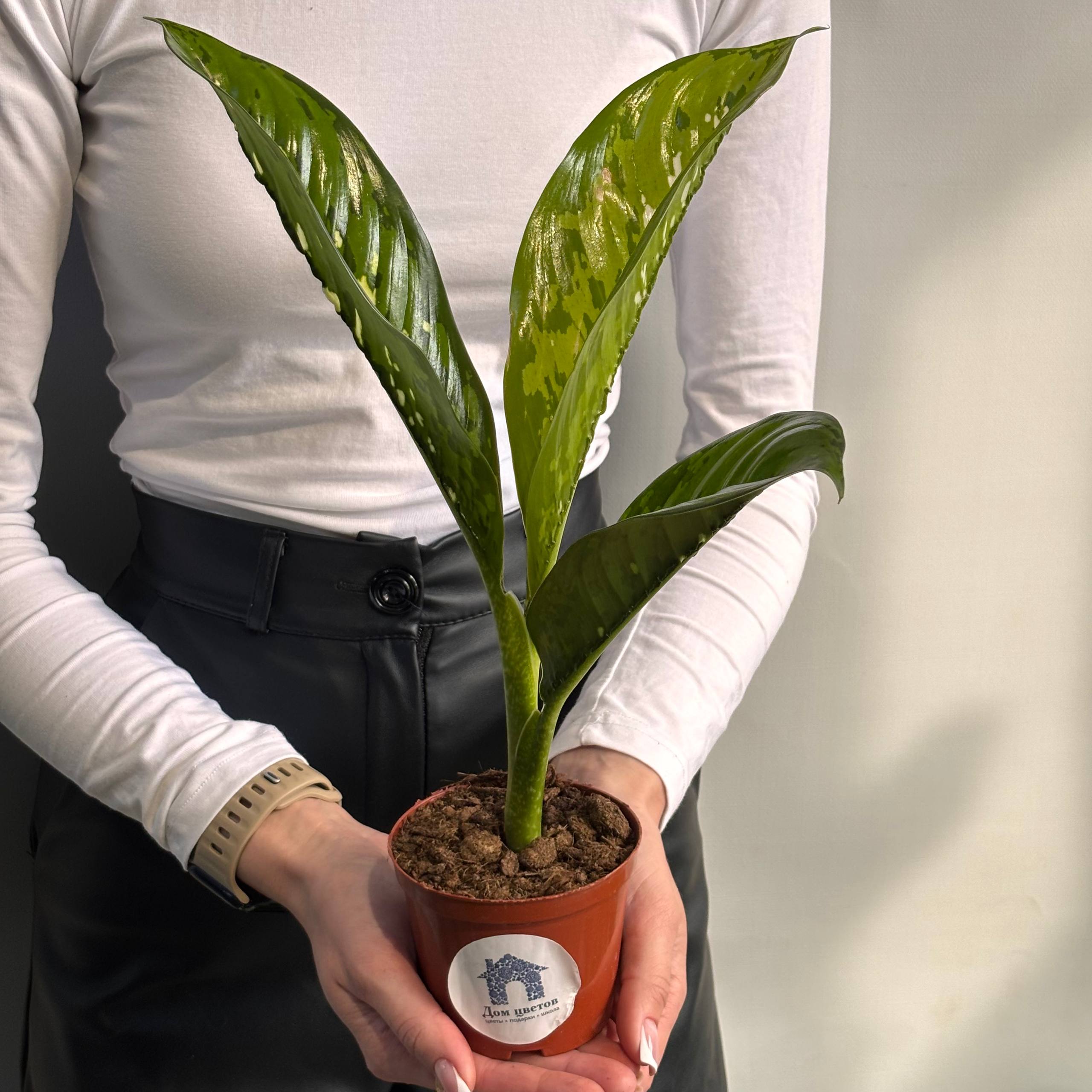 Диффенбахия&nbsp;