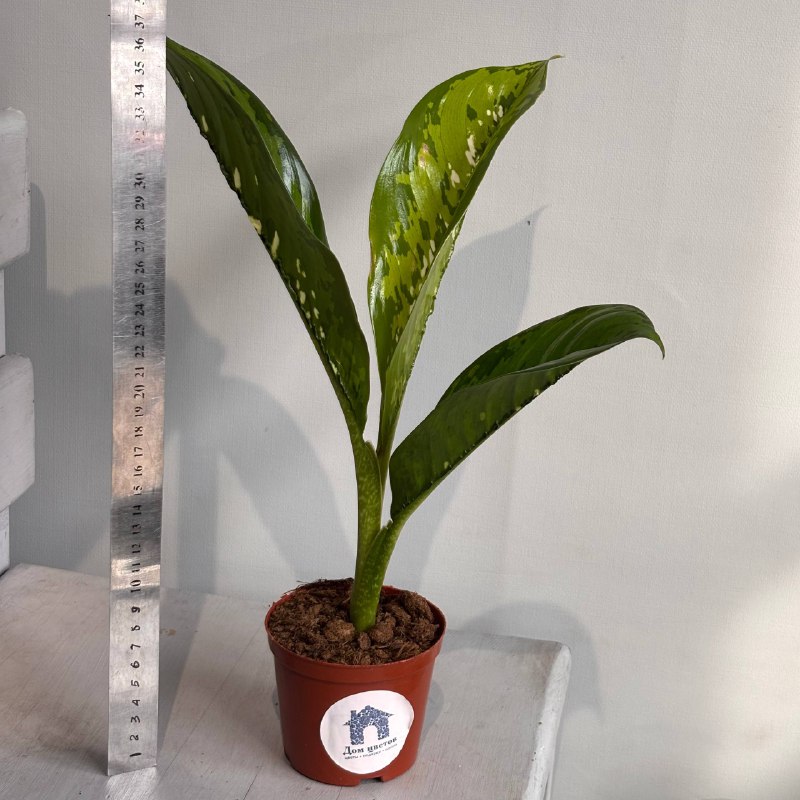 Диффенбахия&nbsp; — фото 2