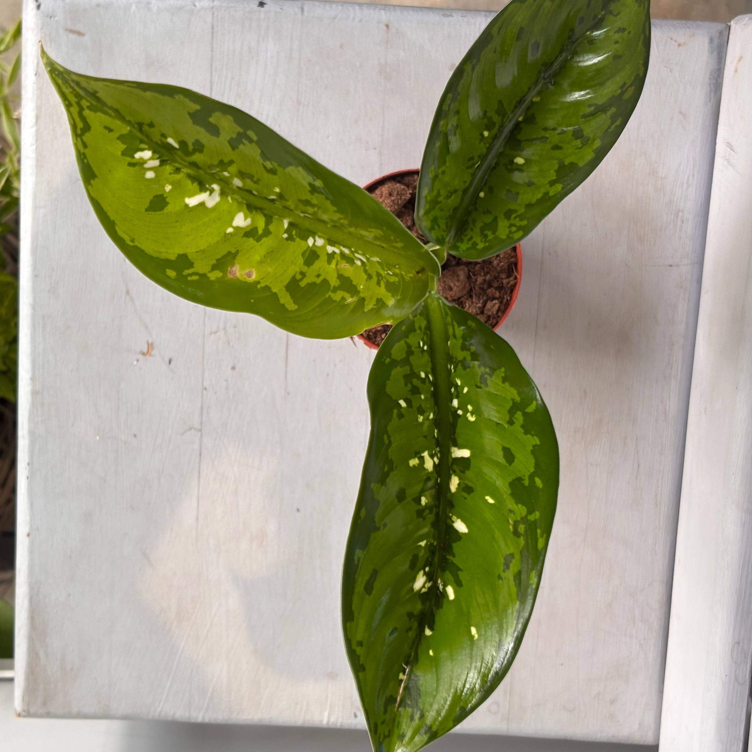 Диффенбахия&nbsp; — фото 3