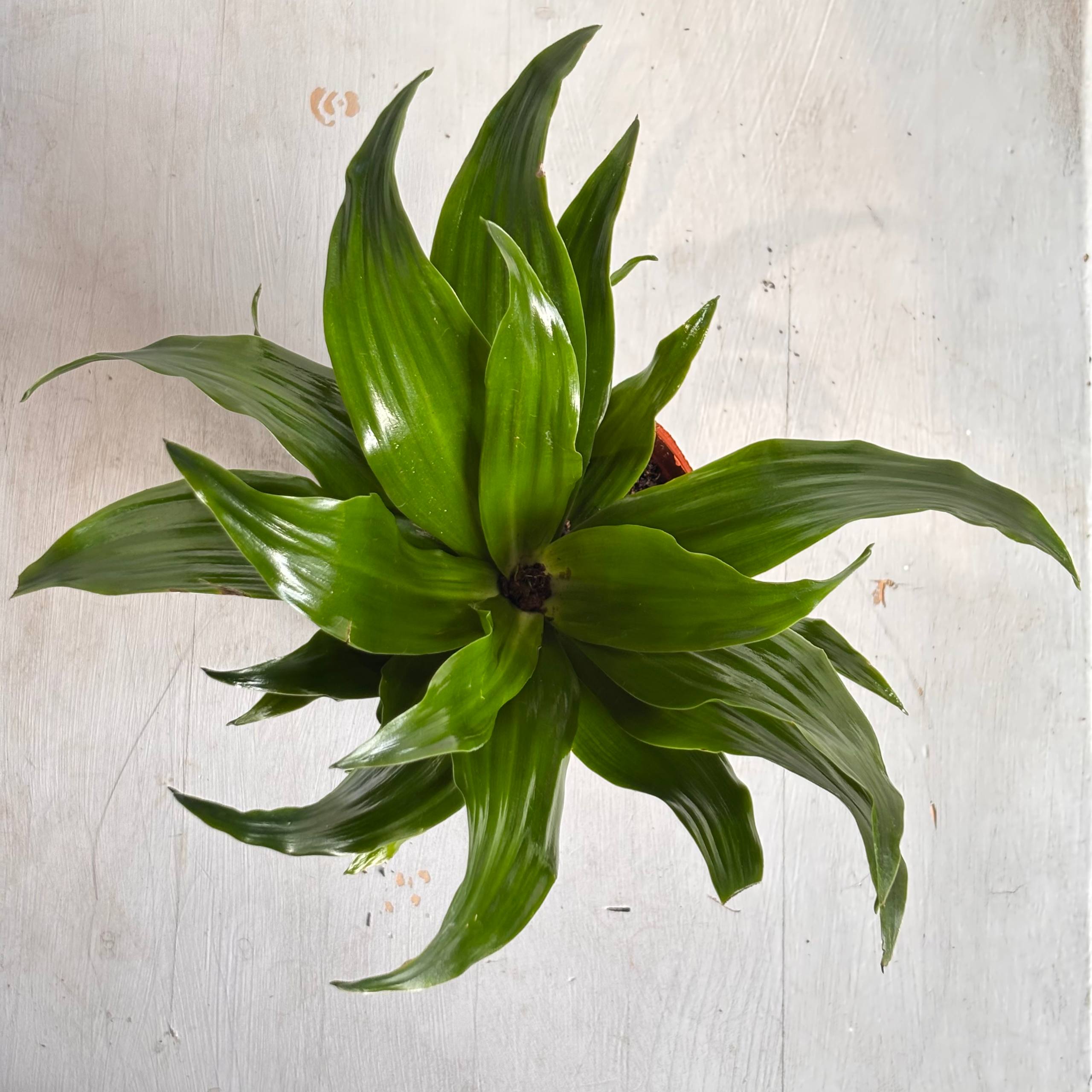 Драцена — фото 4