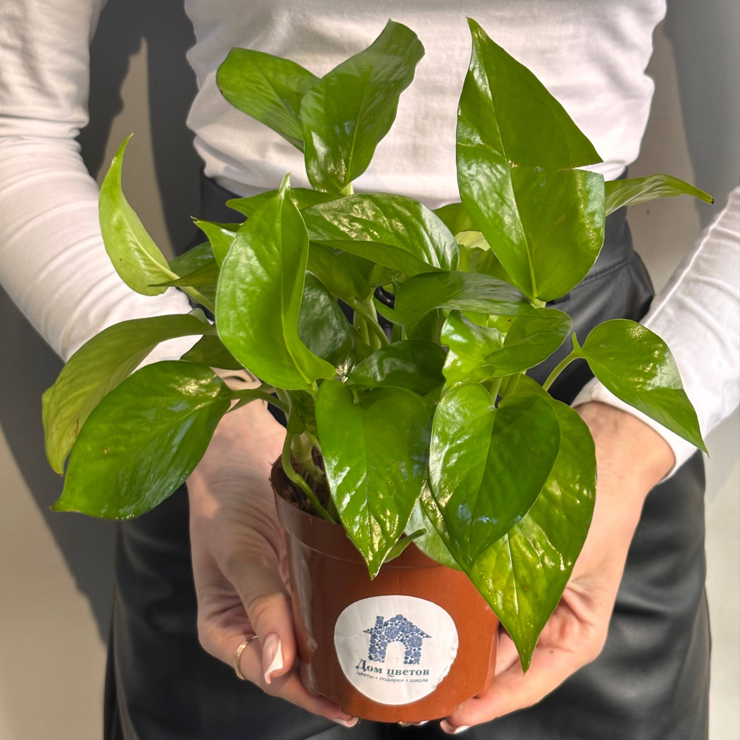 Эпипремнум