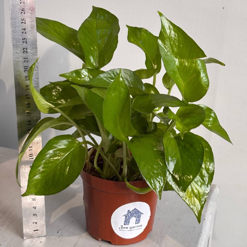 Эпипремнум — фото 2