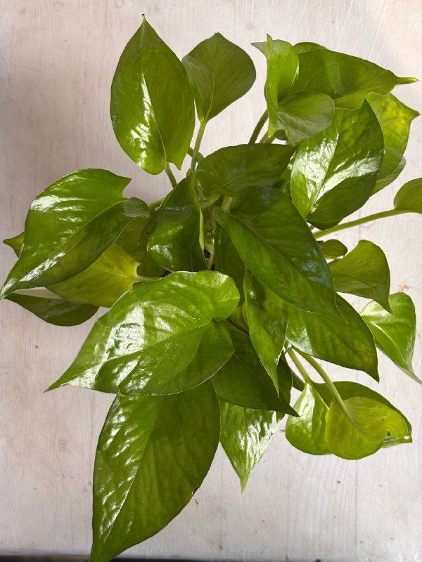 Эпипремнум — фото 3