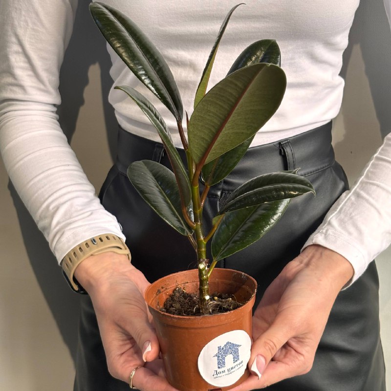 Фикус эластика (Каучуконос)