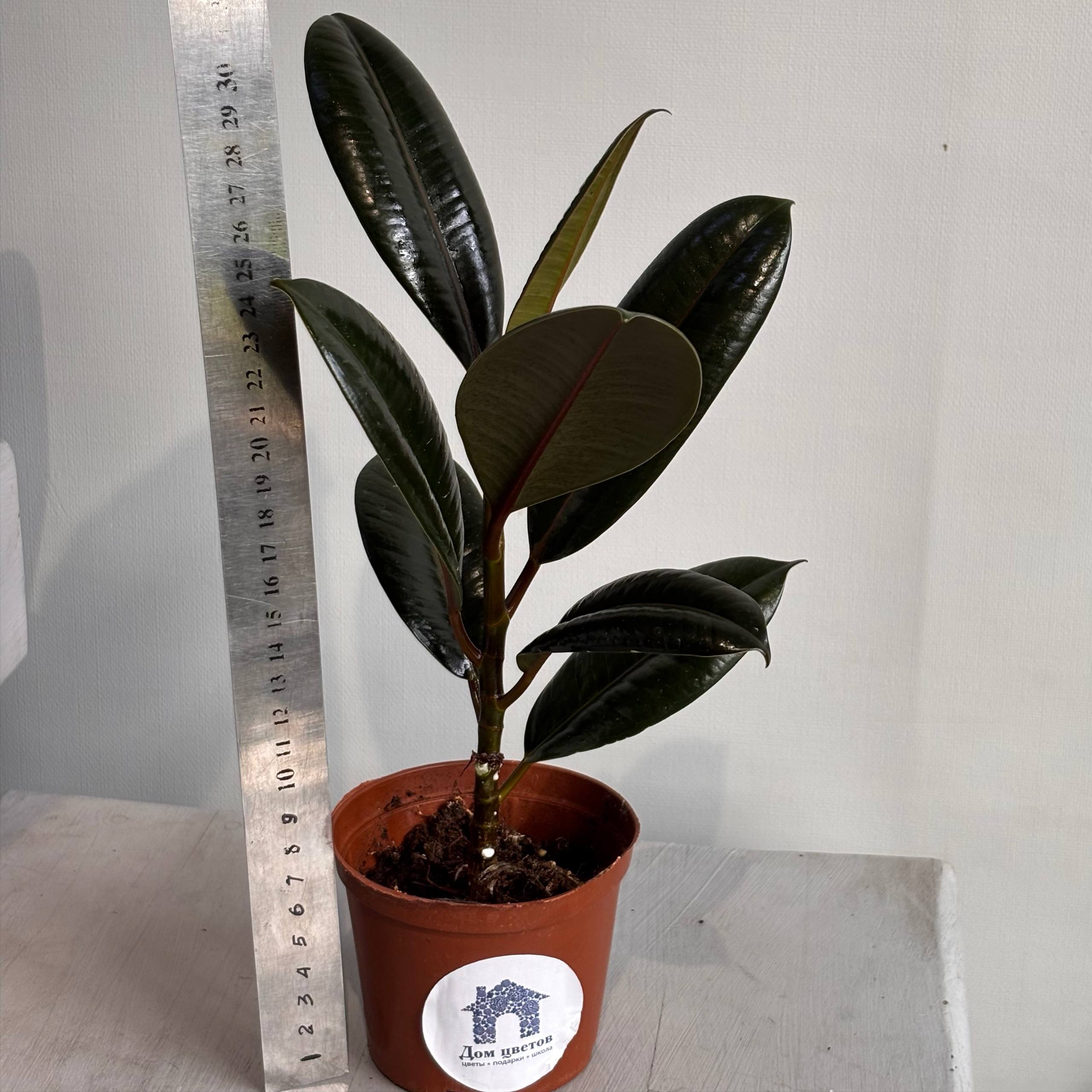 Фикус эластика (Каучуконос) — фото 2