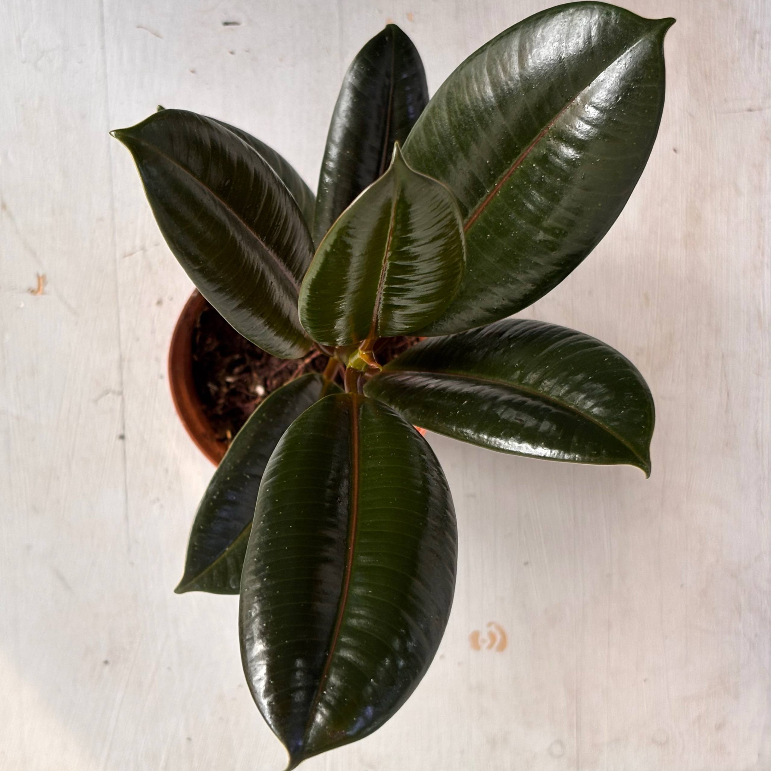 Фикус эластика (Каучуконос) — фото 3