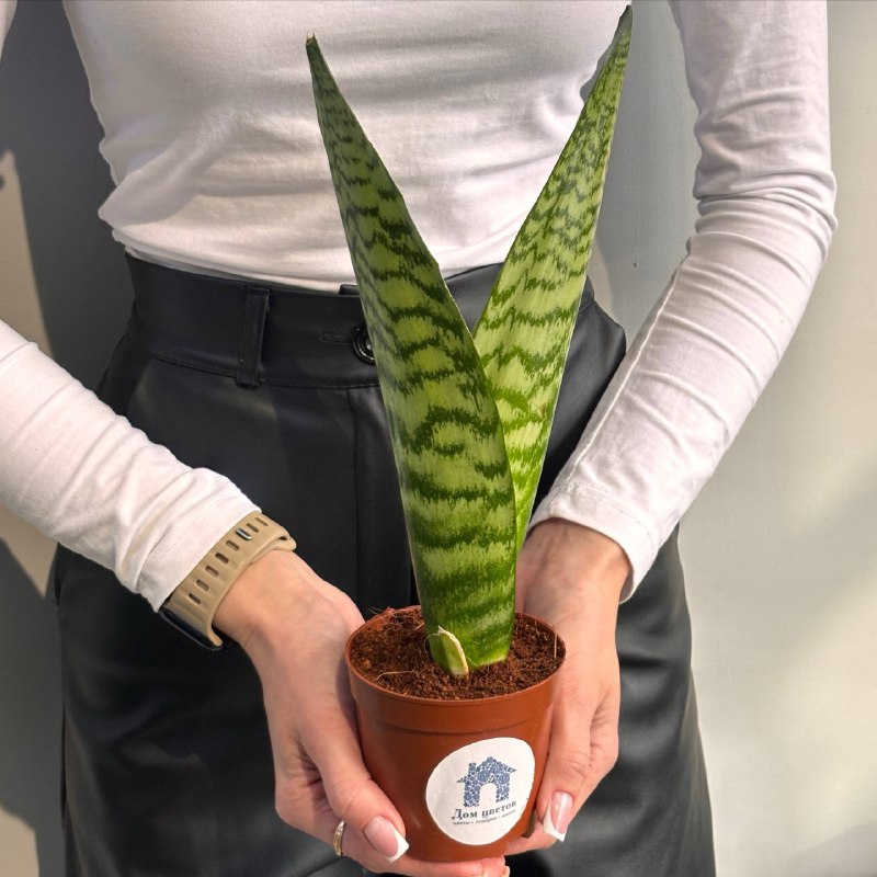 Сансевиерия №2