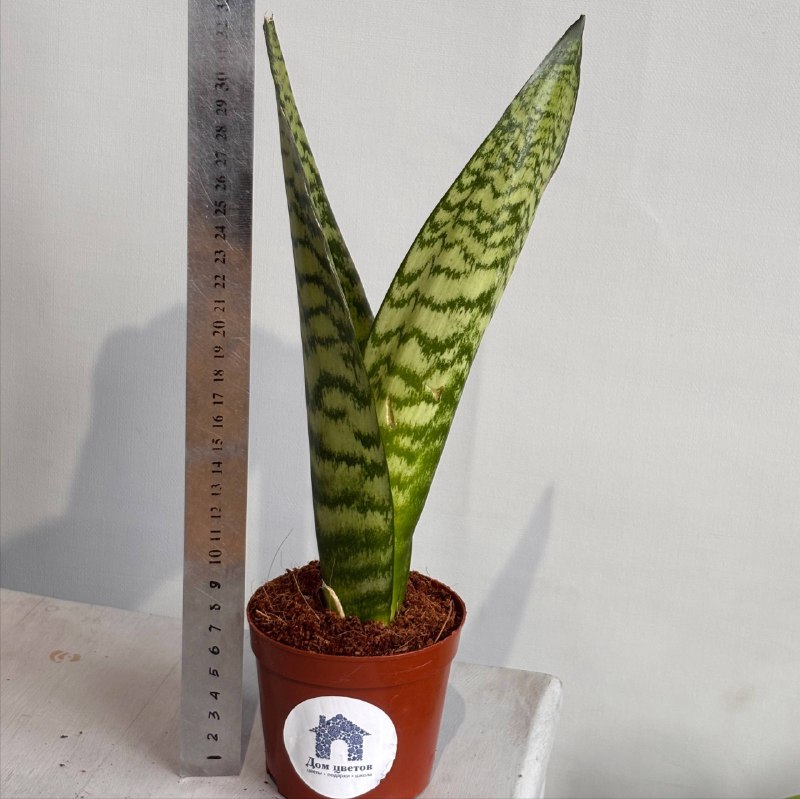 Сансевиерия №2 — фото 2