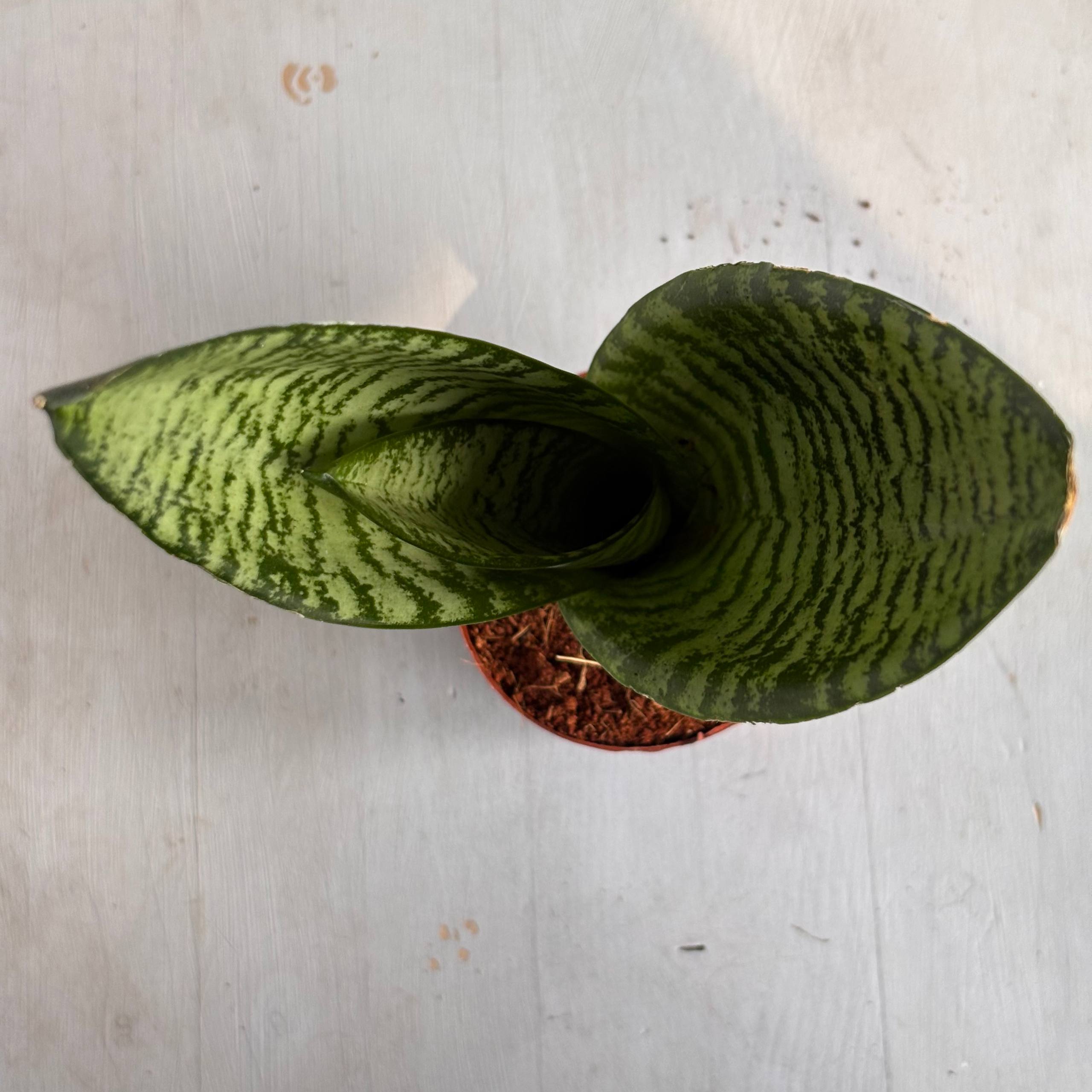 Сансевиерия №2 — фото 3