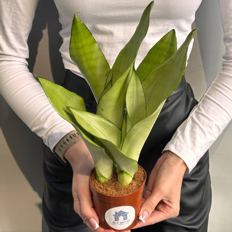 Сансевиерия