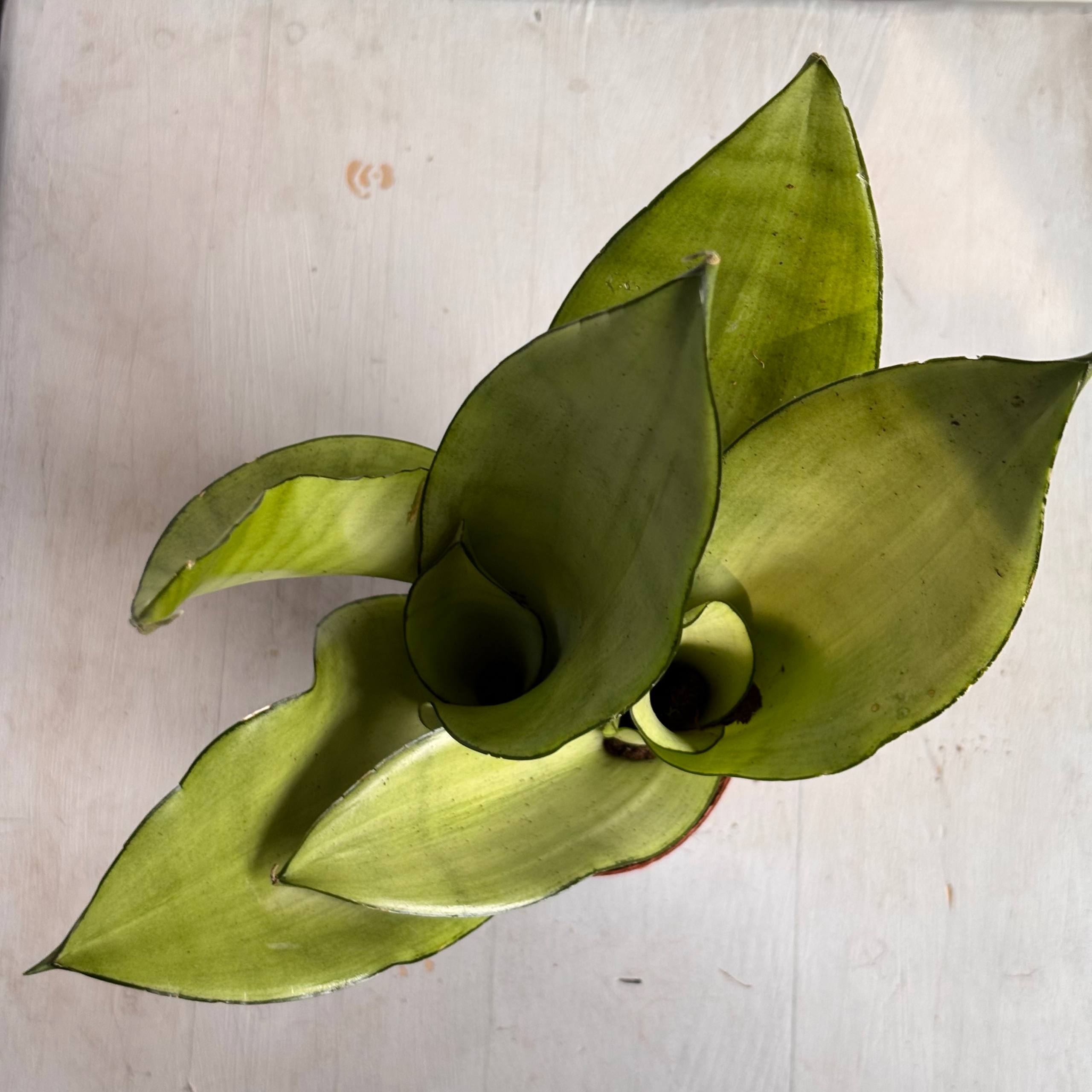 Сансевиерия