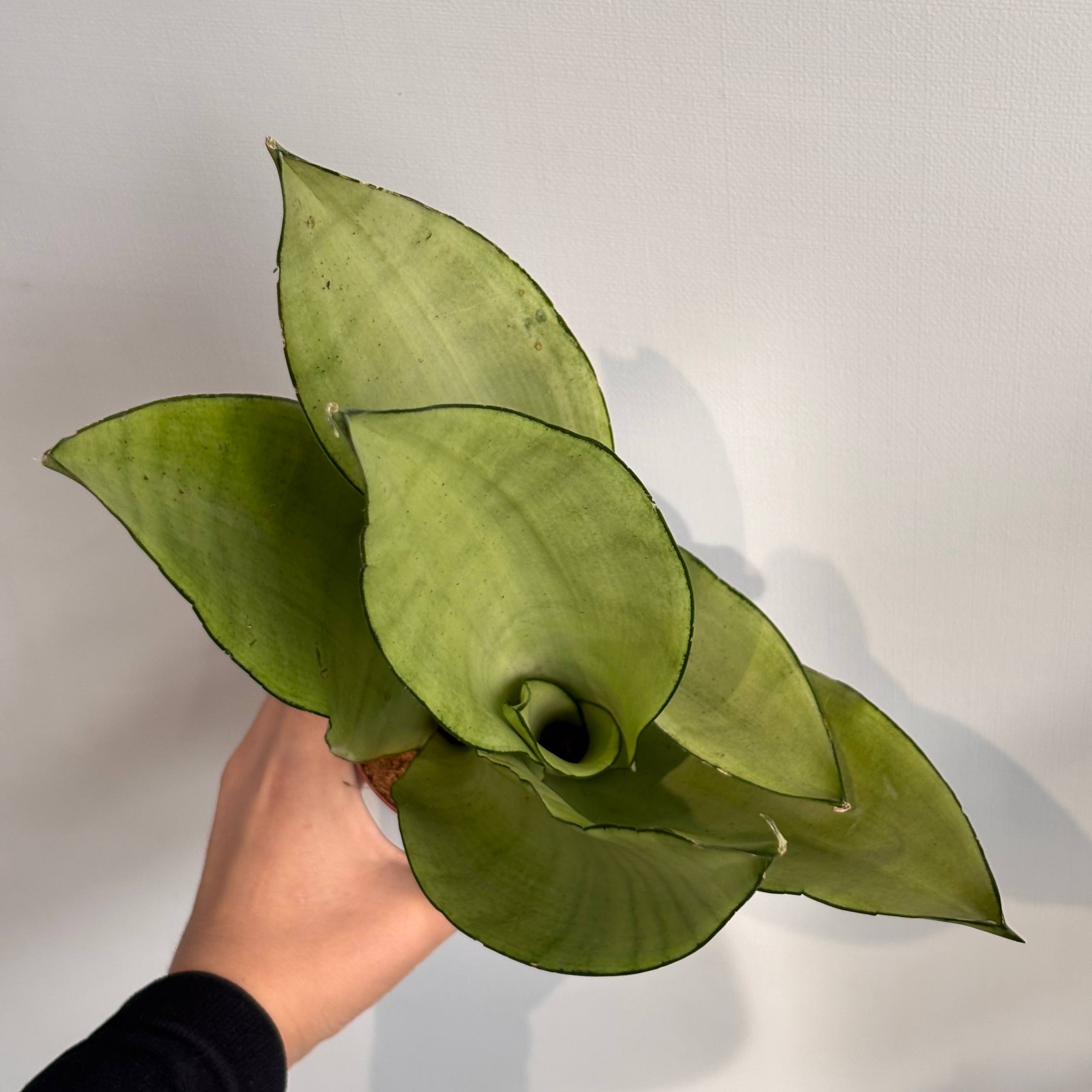 Сансевиерия — фото 4