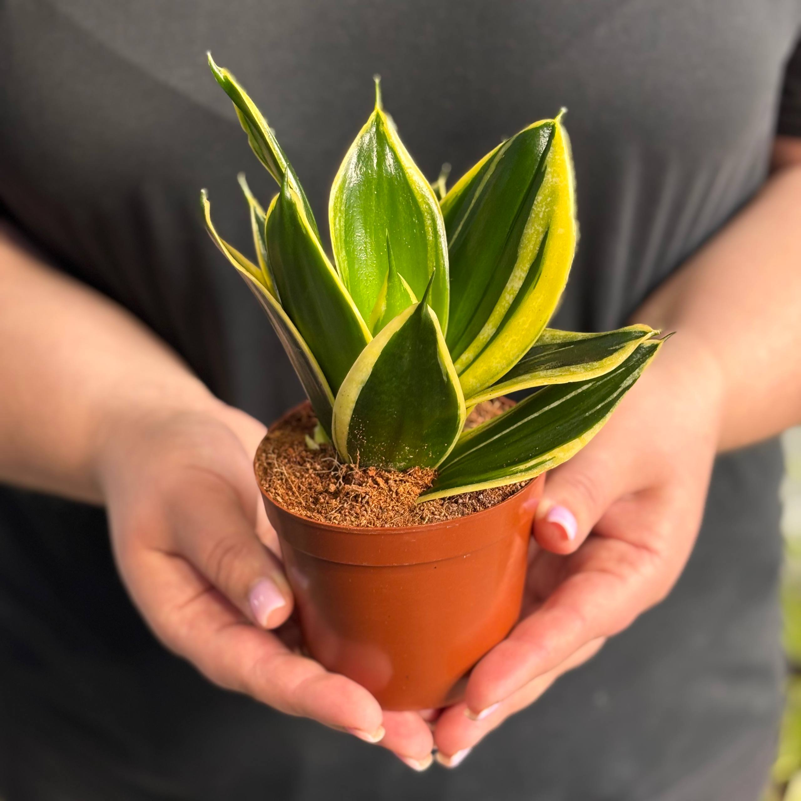 Сансевиерия №3