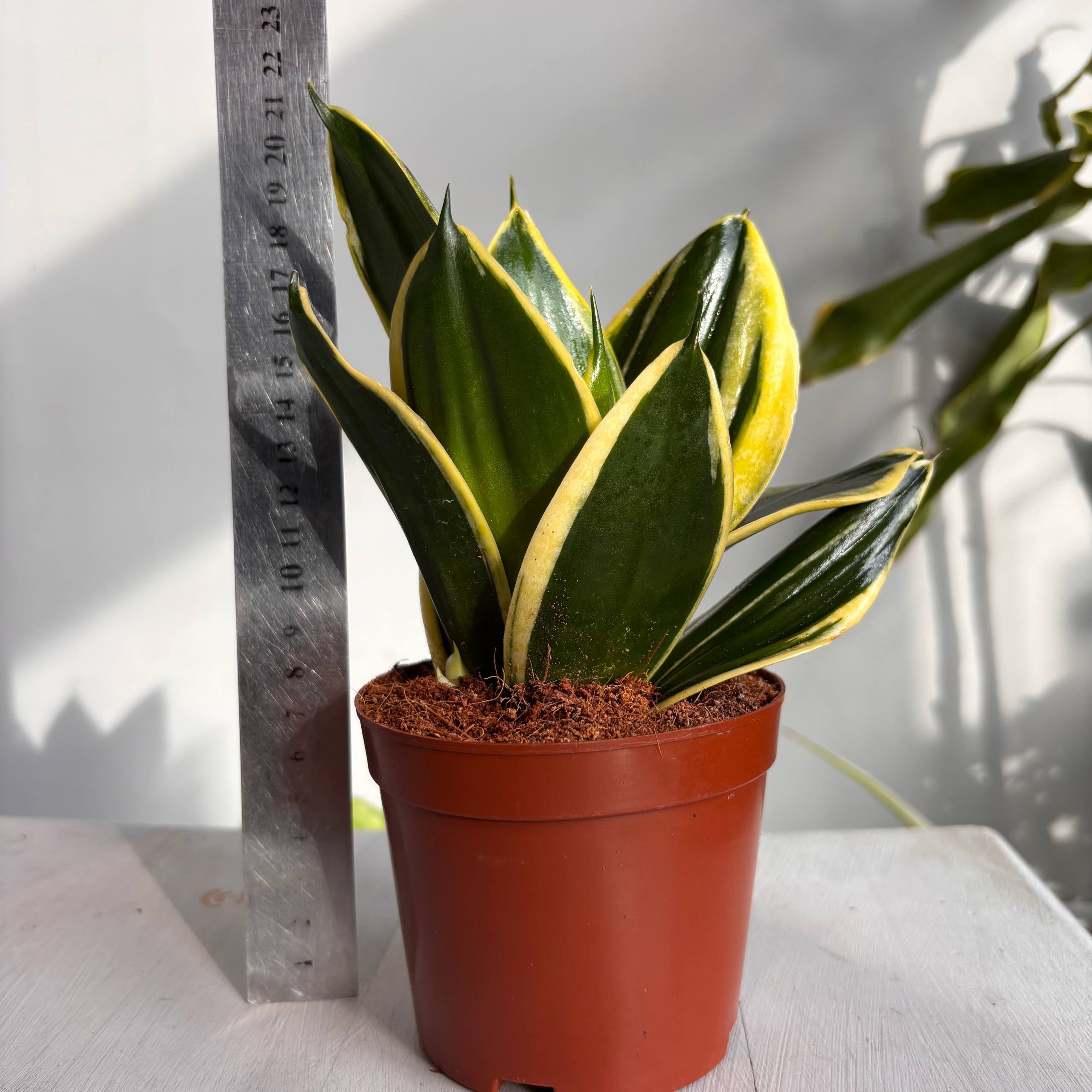 Сансевиерия №3 — фото 2