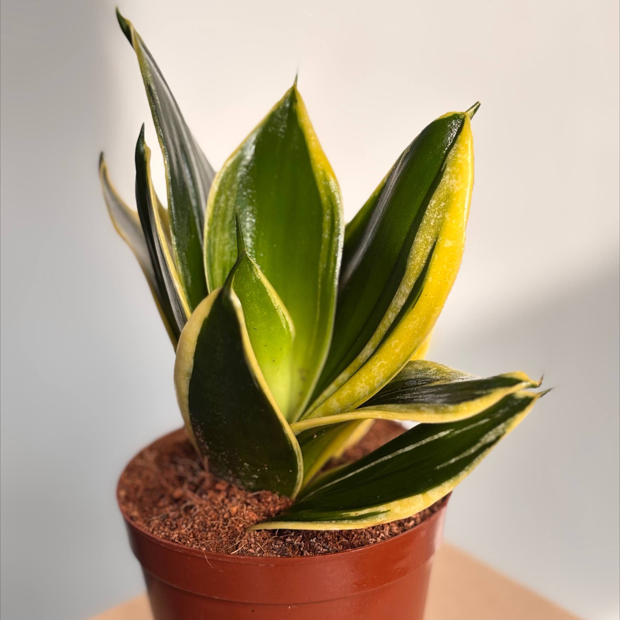 Сансевиерия №3