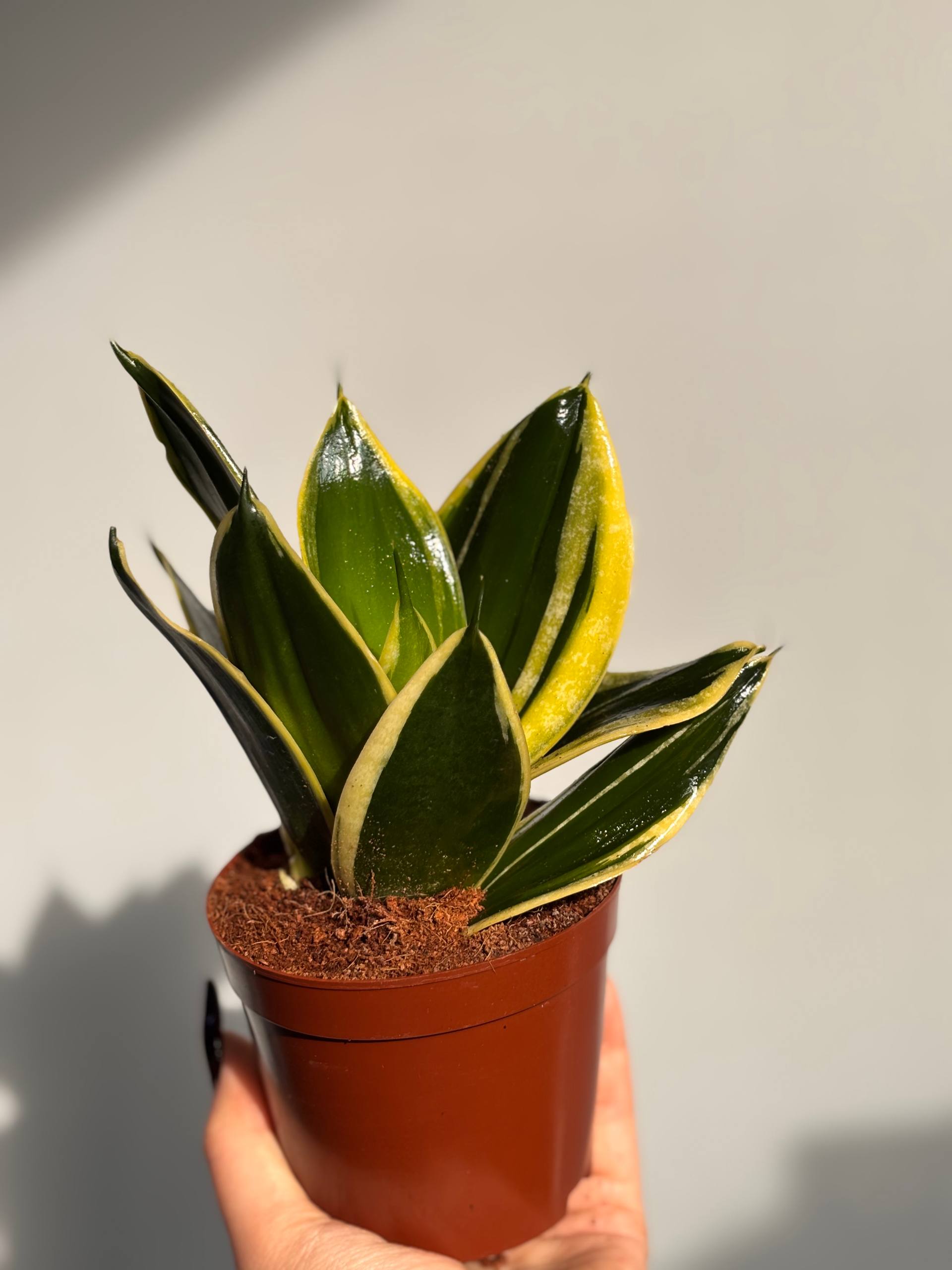 Сансевиерия №3