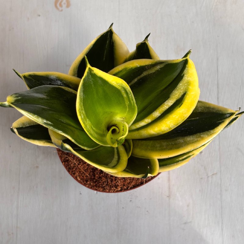 Сансевиерия №3 — фото 5