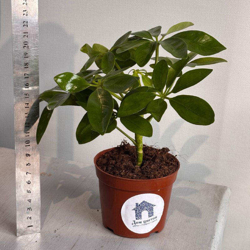 Шеффлера&nbsp; — фото 2