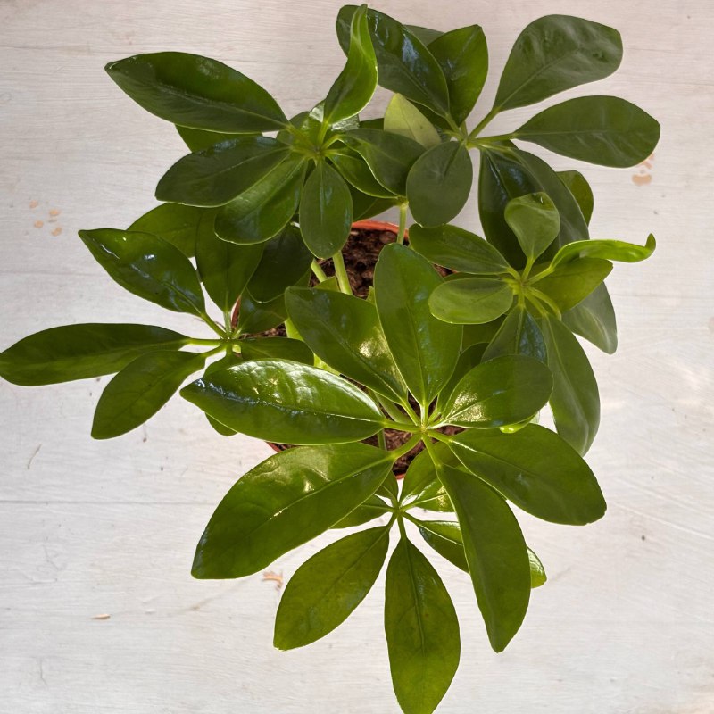 Шеффлера&nbsp; — фото 3